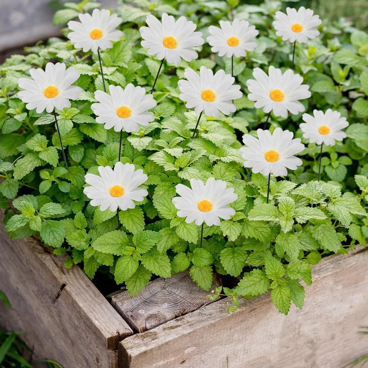 Demonwer 20 Pcs Daisy Garden Stakes Decor White Daisy Flower Garden Stakes Iron
