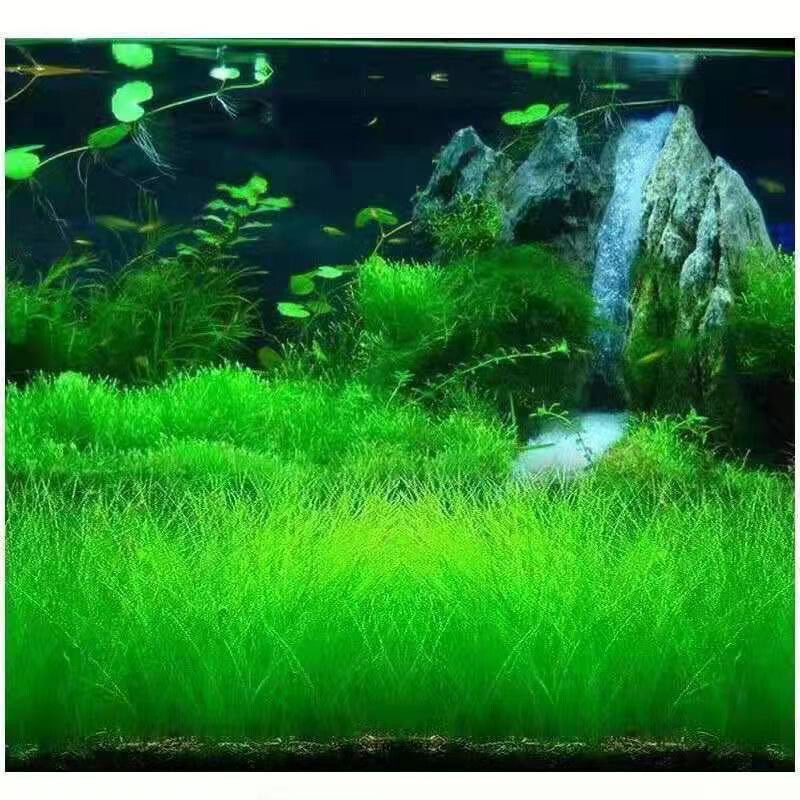 Aquarium Plant seeds Fish Tank Aquatic Water Grass Foreground Easy Plants 10g