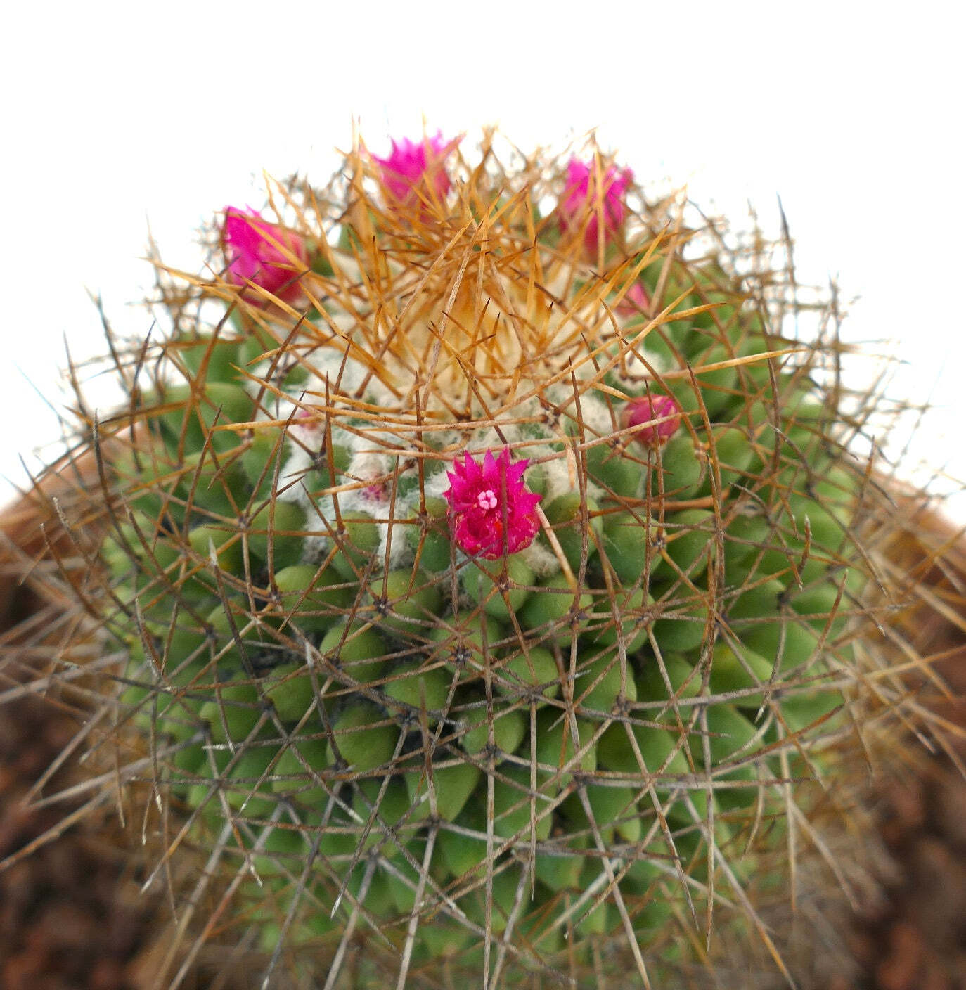 Mammillaria parkinsonii REP 2363 Pena Miller, Querétaro, Mexico –