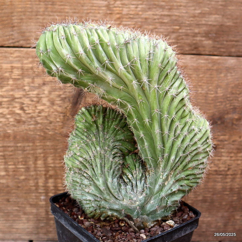 D4375 POLASKIA CHICHIPE CRESTED pot10-H20-W15 cm MaMa Cactus