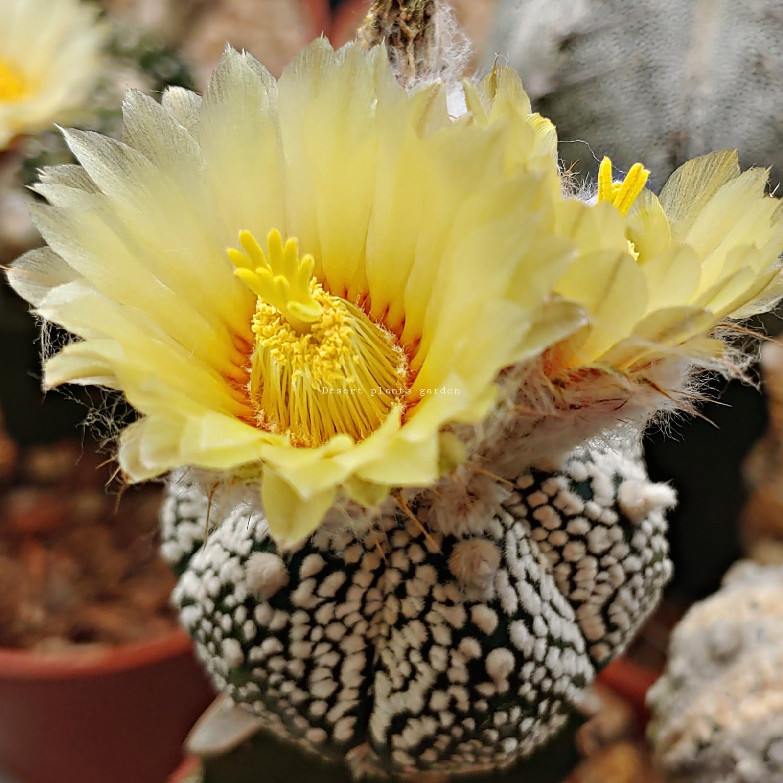 Astrophytum asterias super kabuto 25Seeds