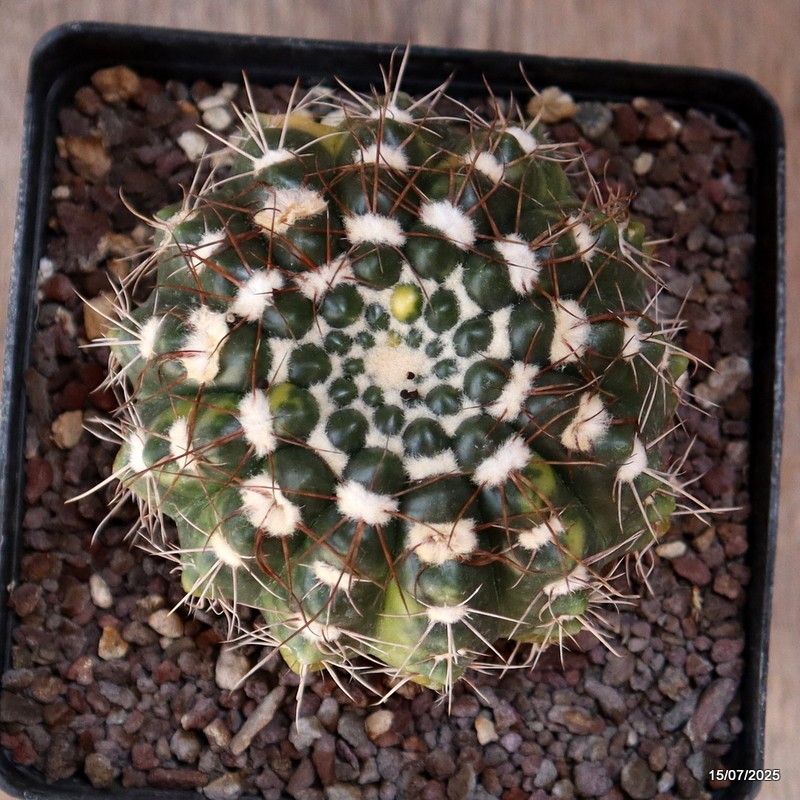 D5297 NOTOCACTUS UEBELMANNIANUS VARIEGATED pot12-H7-W9 cm MaMa Cactus