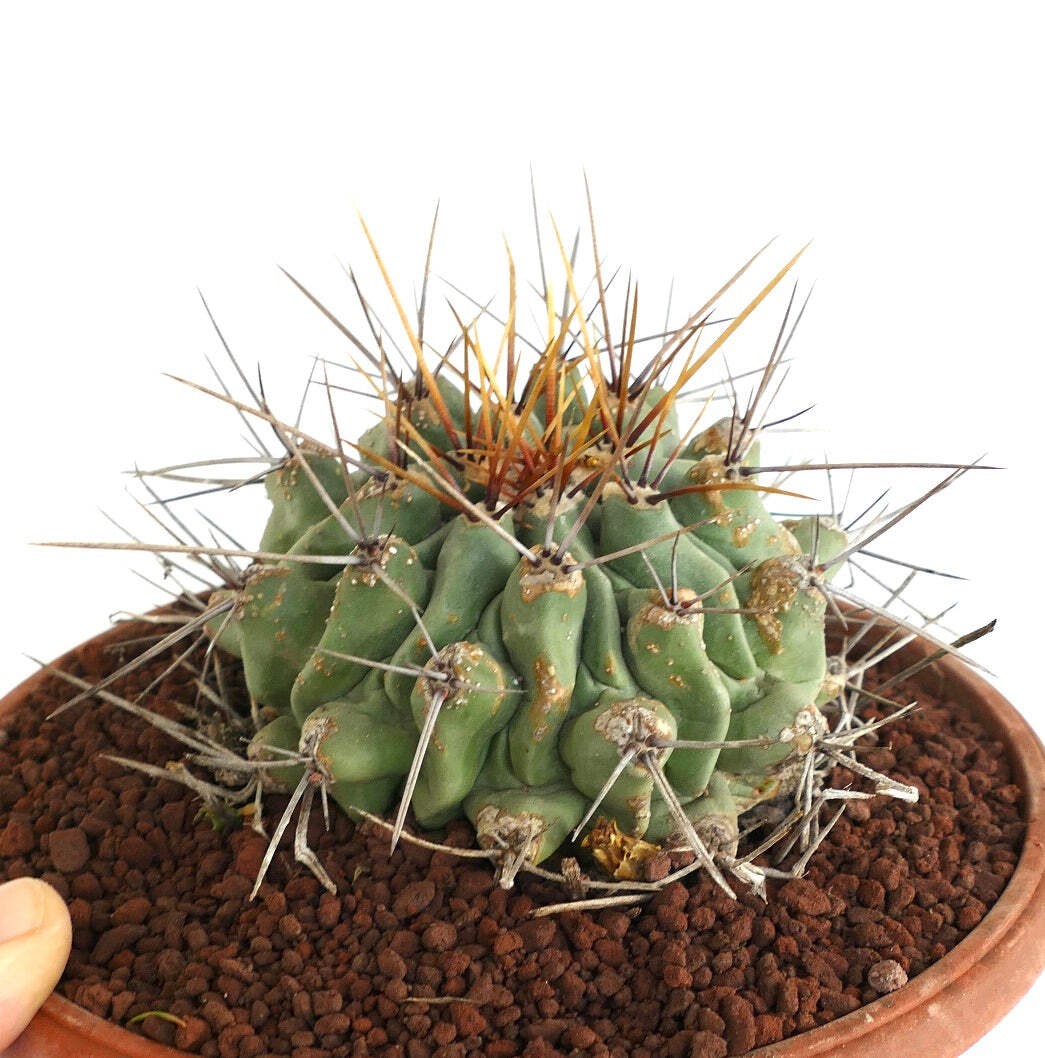 Thelocactus rinconensis LONG SPINES SELECTED – Rincon cactus | Thelocactus
