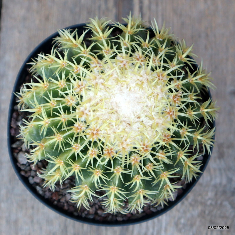 A5362 ECHINOCACTUS GRUSONII BREVISPINUS pot14-H9-W13 cm MaMa Cactus