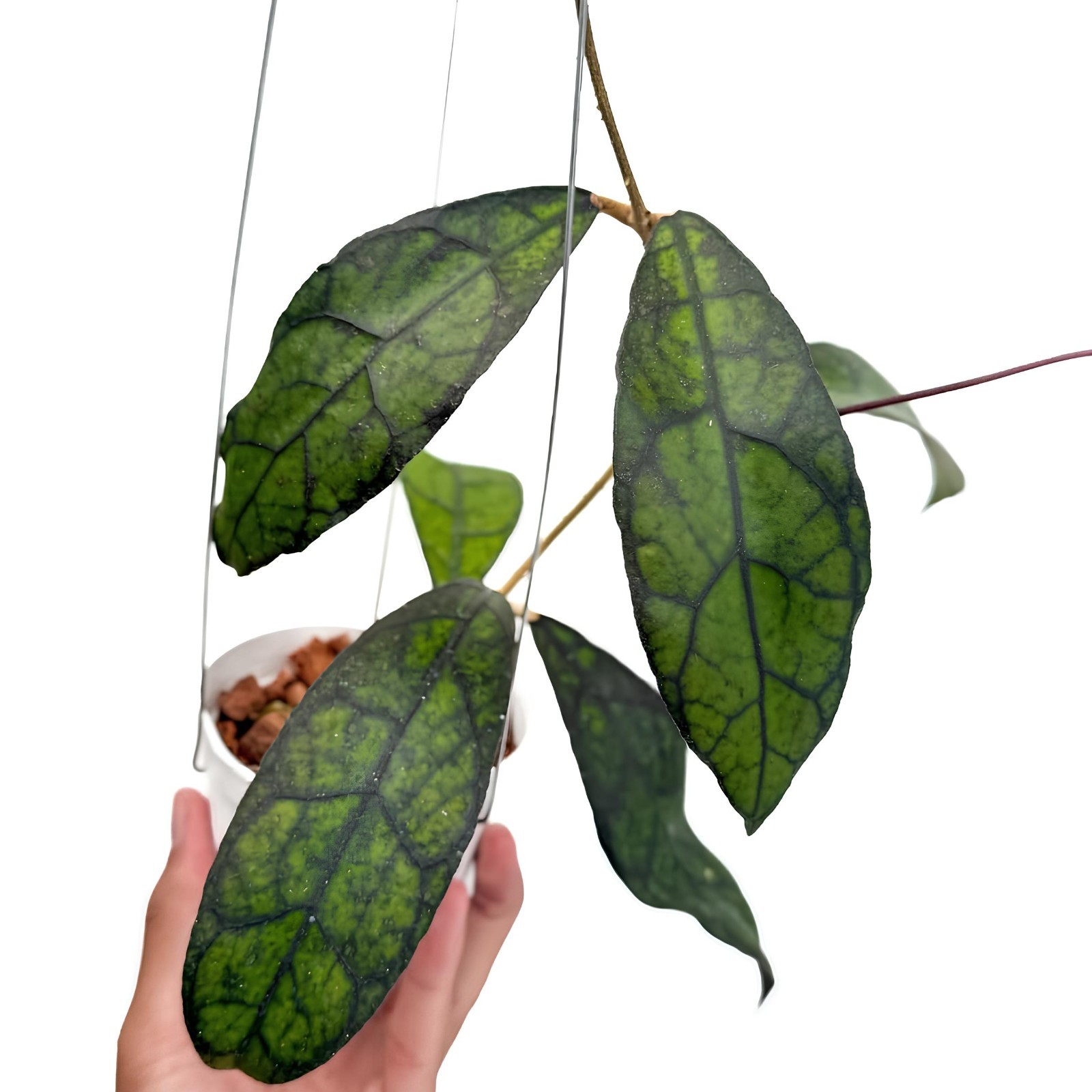 Hoya Clemensiorum Jungle Plant