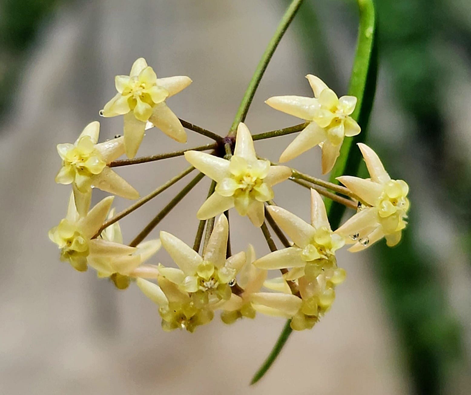 Hoya Exilis Sp Papua Rare Tropical Wax Plant
