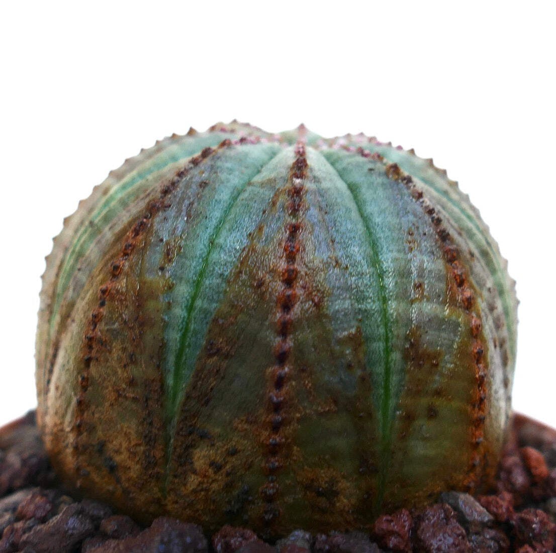 Euphorbia obesa SELECTED PATTERNS M16 – Baseball plant | Basketball plant