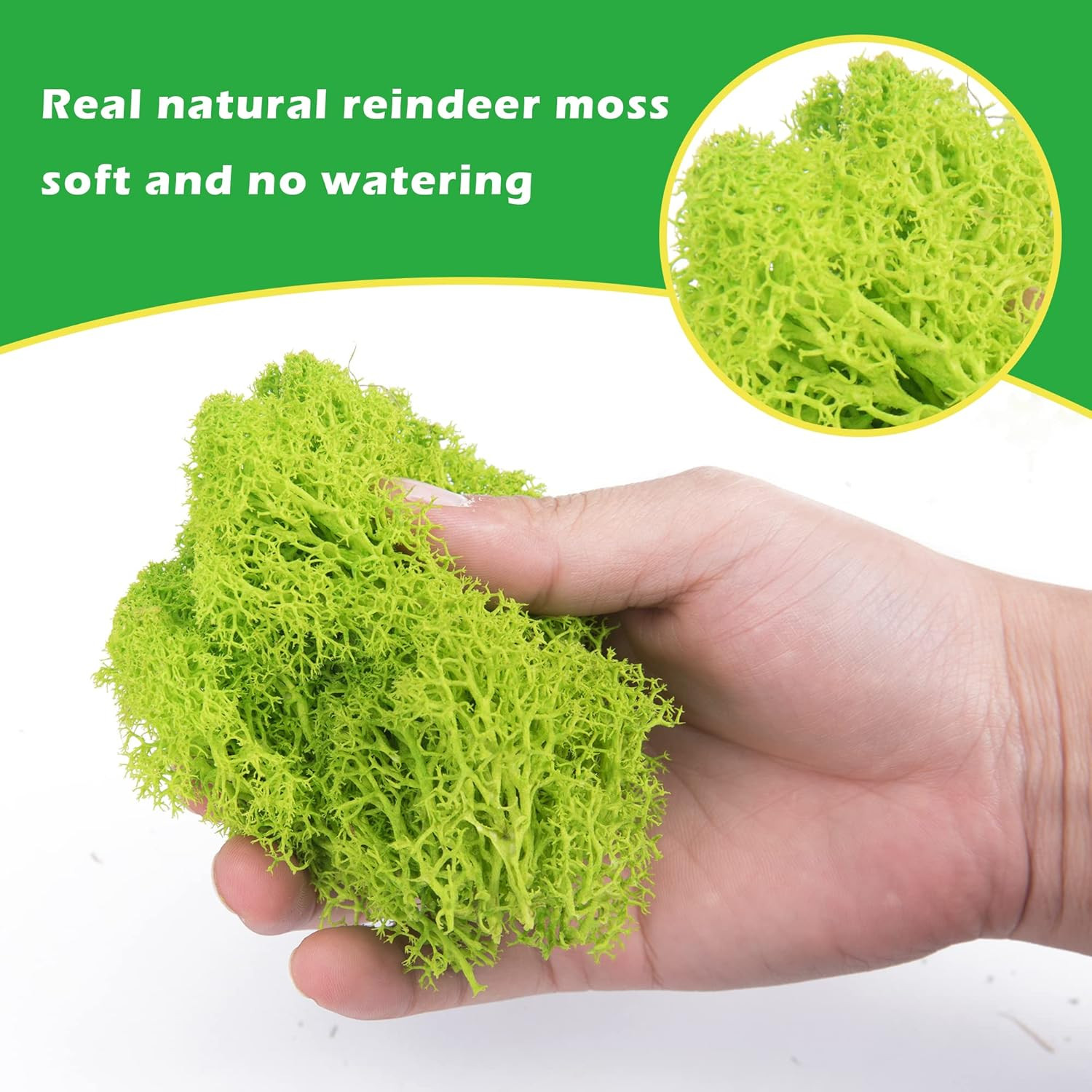 6 Colors Preserved Moss-16.9 OZ Natural Reindeer Moss-Moss for Crafts, Potted Pl