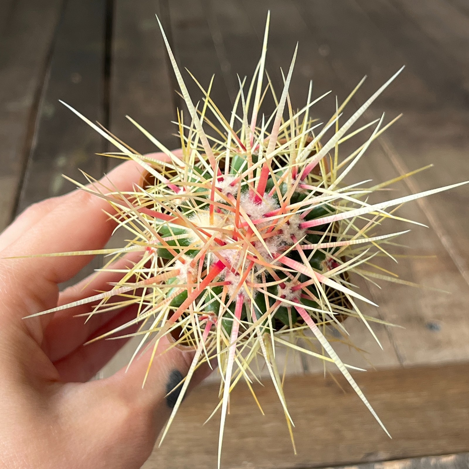 A38-2087 Echinocactus grusonii v. capistranoensis, own root
