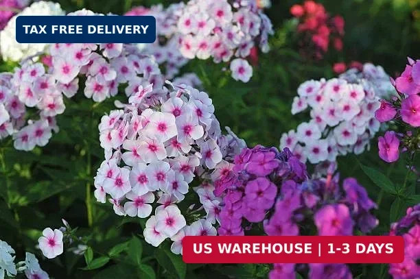 Mix Phlox Seeds, 1100+ Creeping Phlox Flower Non GMO Heirloom Seeds, Mixed Peren