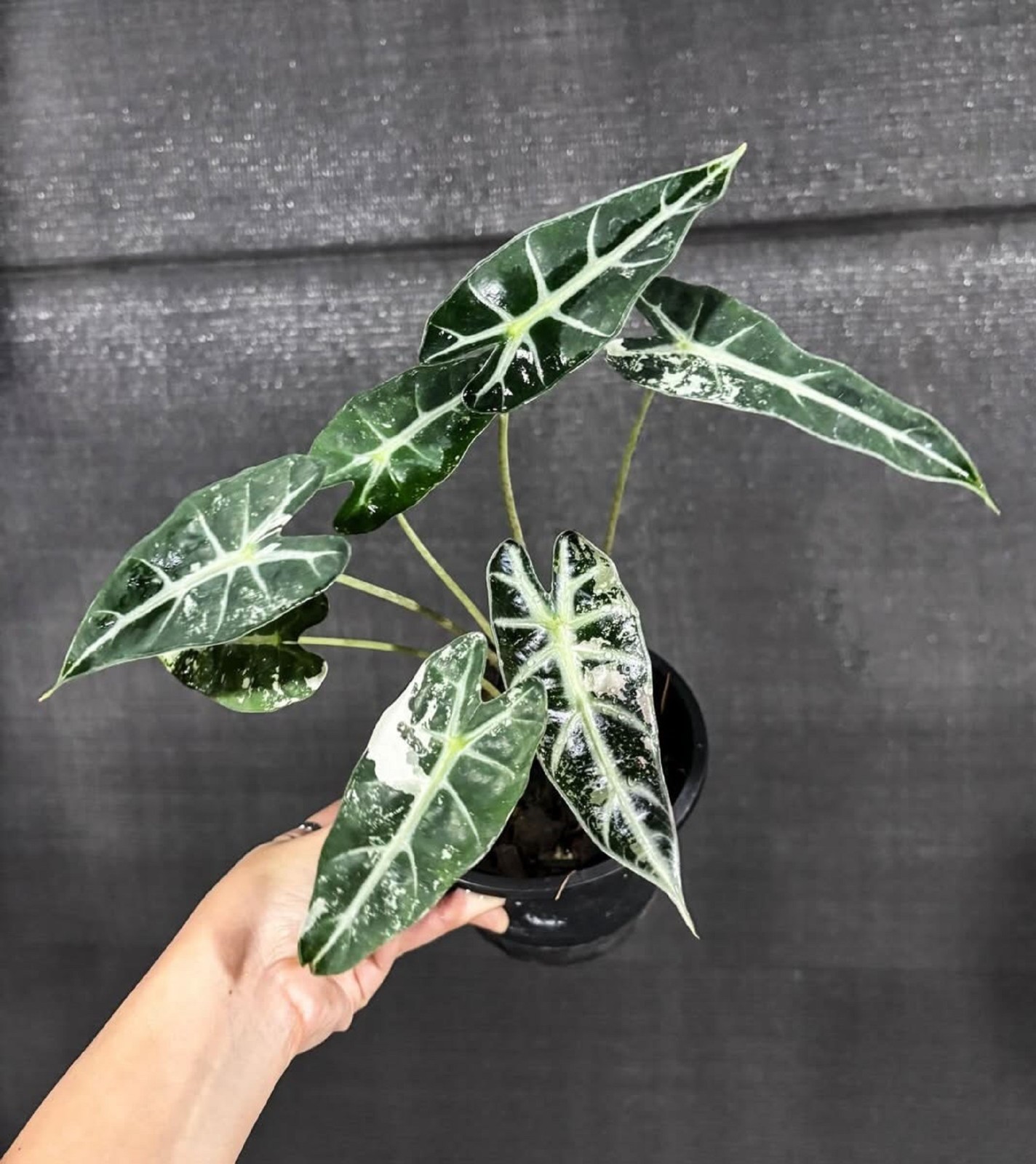 Rare Alocasia Bambino Variegated Real Plant Exotic Tropical Aroid Home Decor
