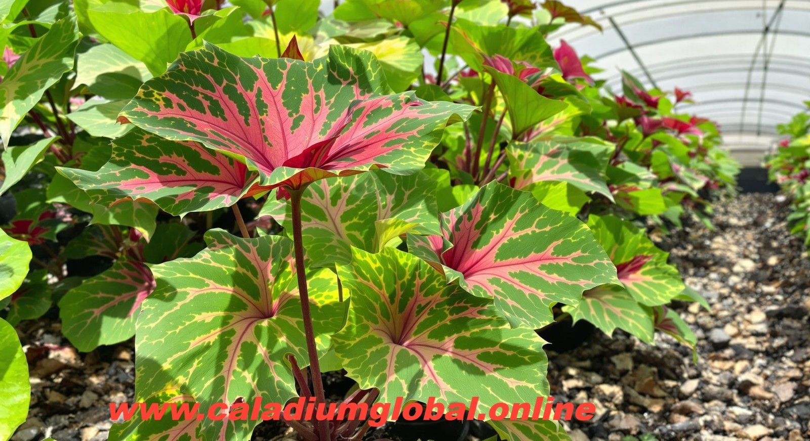 Royal Flash Caladium Bulbs for Planting 10 BULBS direct from Florida Plantation