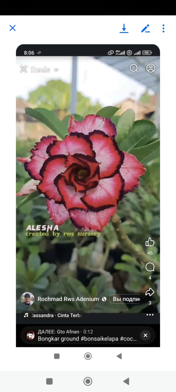 adenium plant