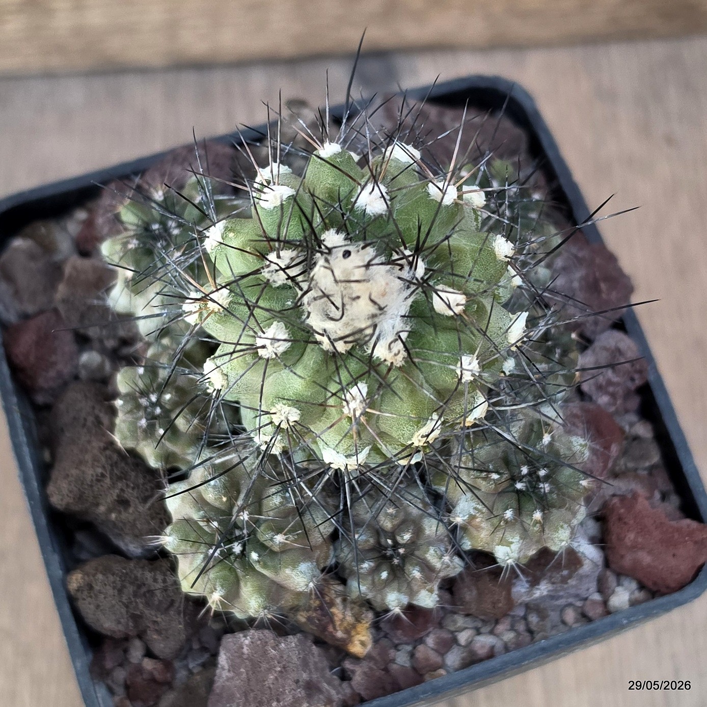 D3540 COPIAPOA HUMILIS V. LONGISPINA pot10-H6-W8 cm MaMa Cactus