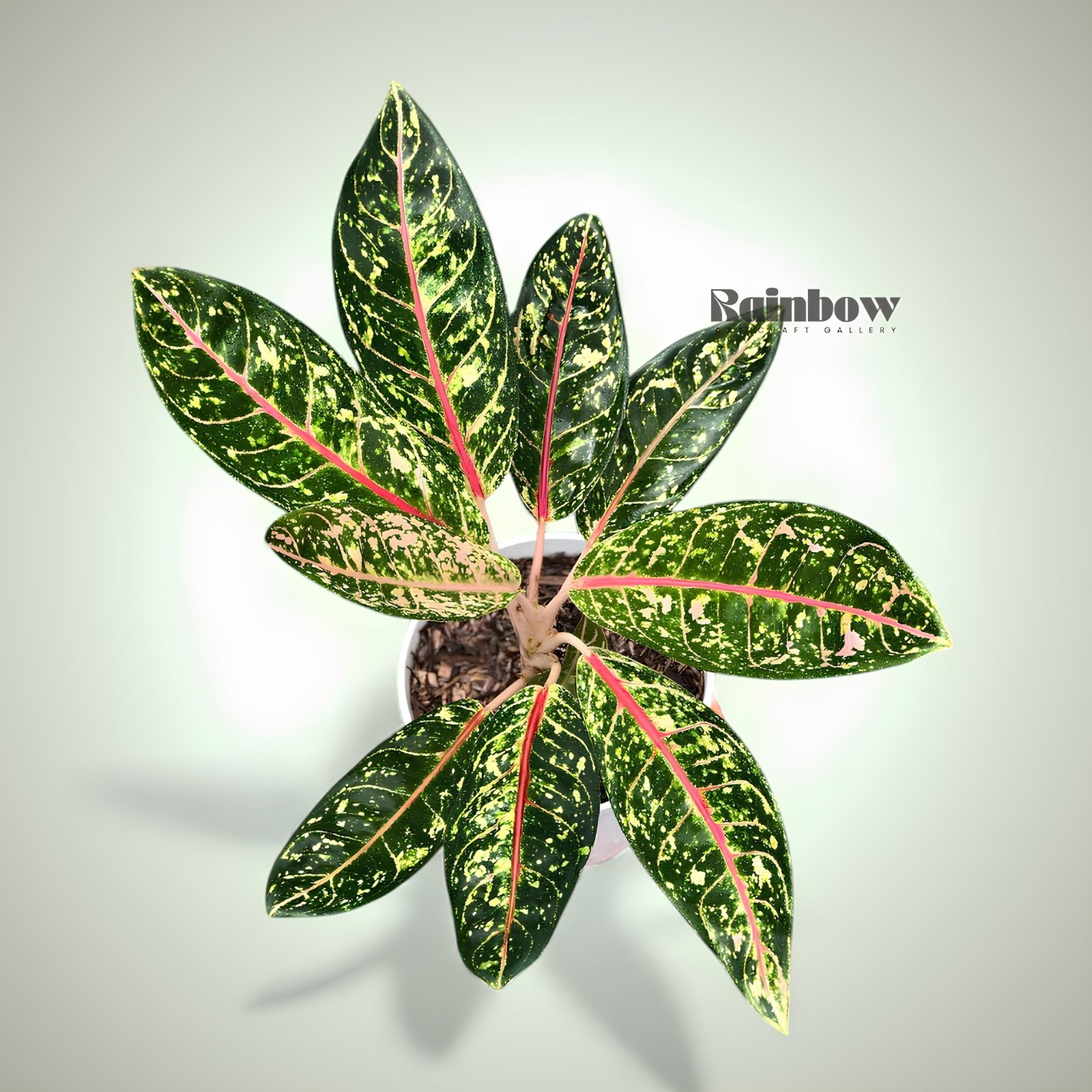 Aglaonema Donacarmen Beatiful Ornamental Plant