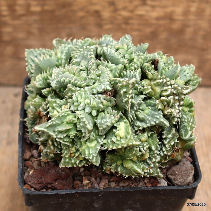 D3925 FAUCARIA TUBERCOLOSA MONSTER pot9-H8-W11 cm MaMa Cactus