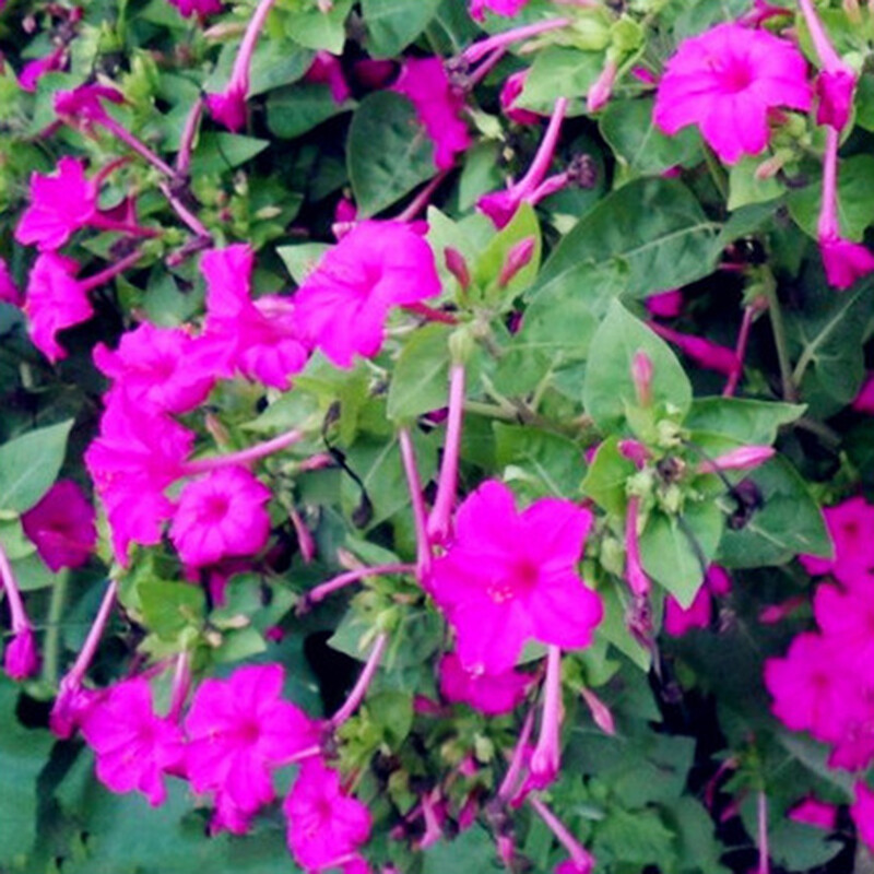 20 Jasmine seeds Fast Growing Non-GMO Fragrant Flower Garden Home