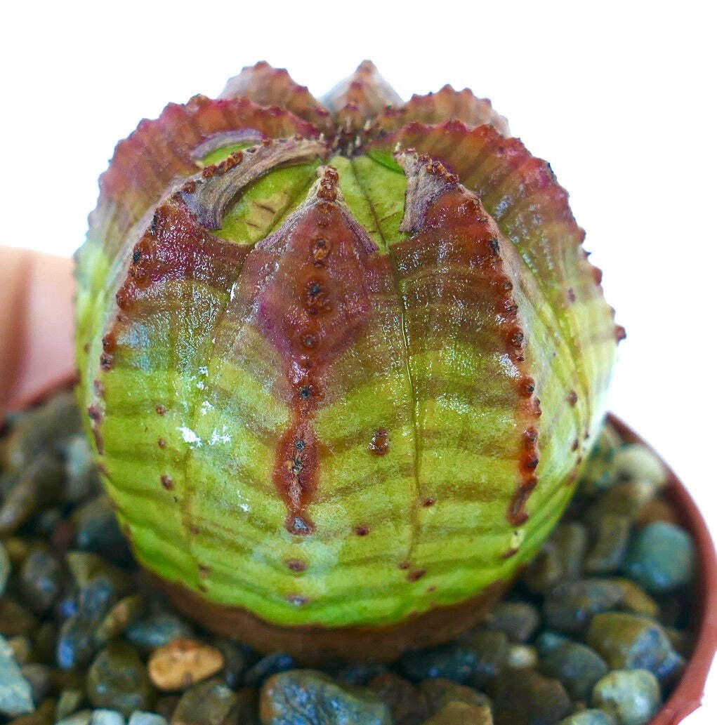 Euphorbia obesa GREEN PINK – Baseball plant | Ball euphorbia