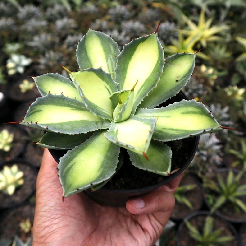 Sansevieria agave potatorum green lime unique plant snake house plant