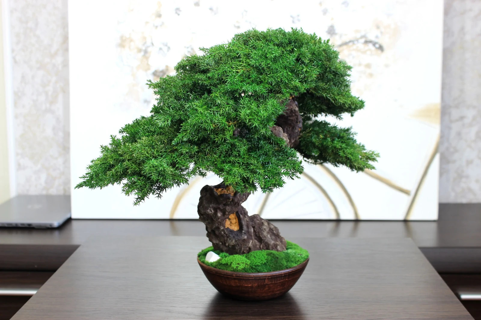 Exclusive Preserved Juniper Bonsai – Interior Art Sculpture. 37 cm / 14,6″