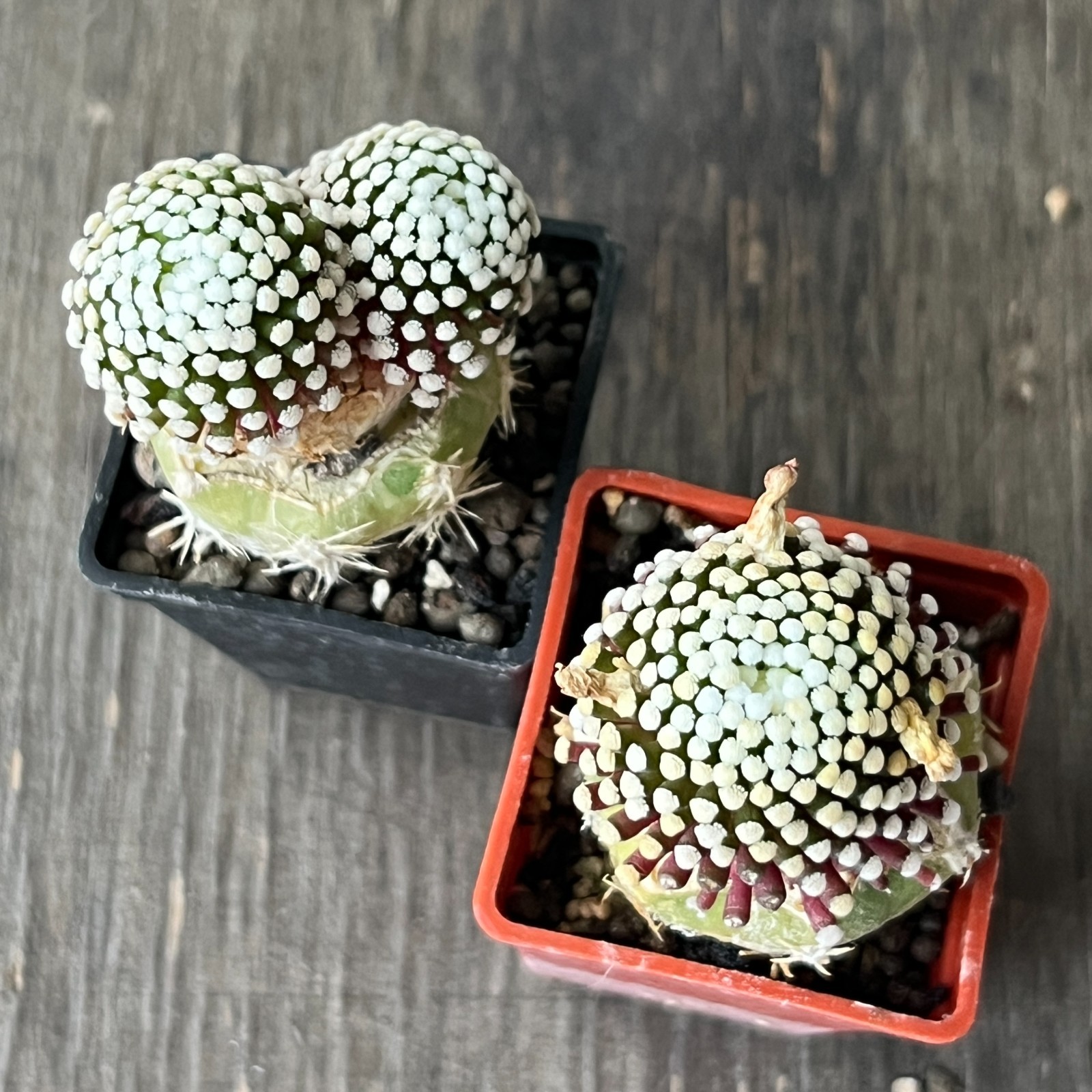 A50-3009 Mammillaria luethyi VM1157, Las Norias, Coa, 2 pieces, grafted