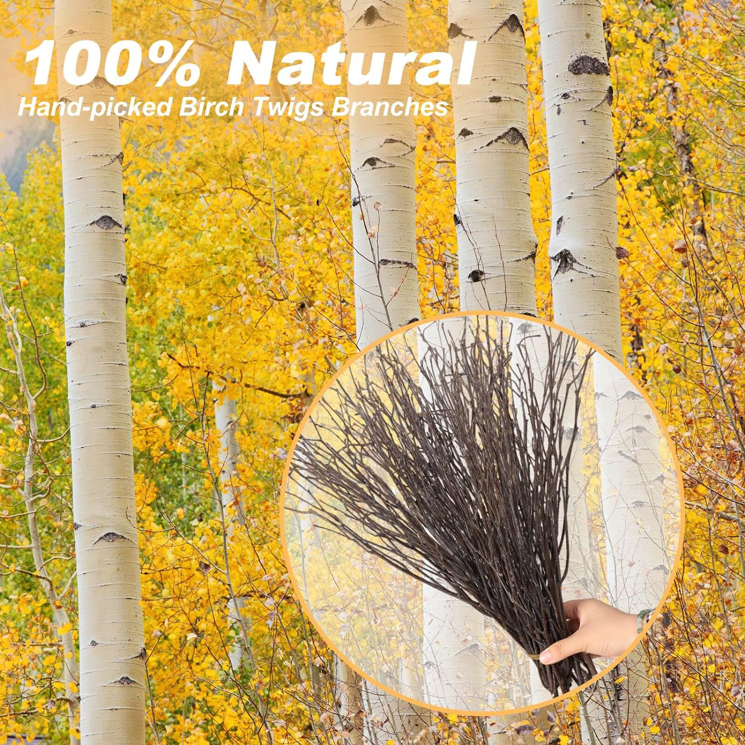 60Pcs Real Dried Birch Twigs Branches – 16” Natural Decorative Birch Branches fo