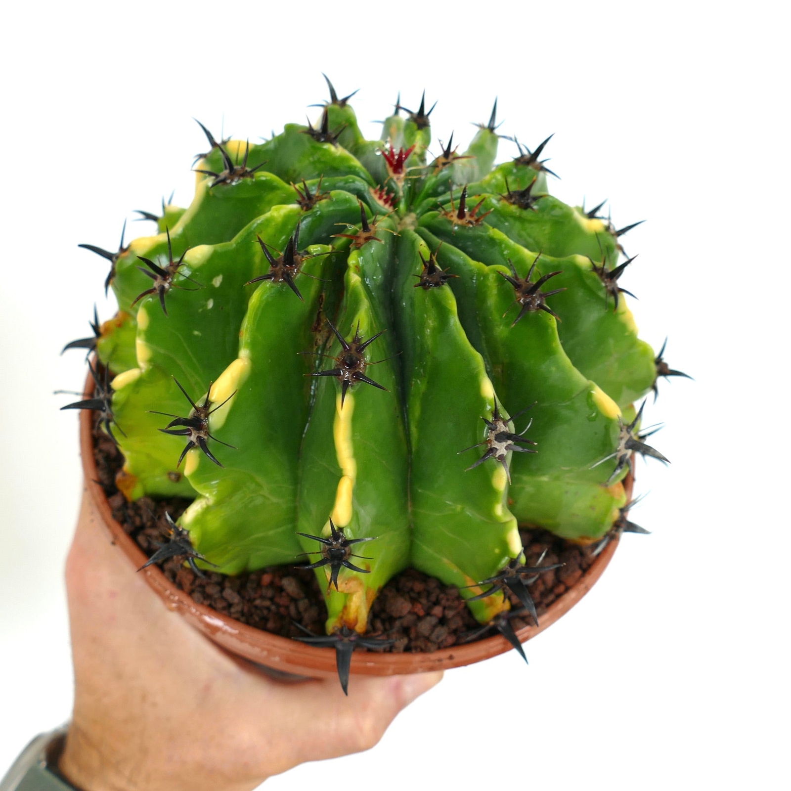 Ferocactus horridus var. brevispinus VARIEGATED BK9 –