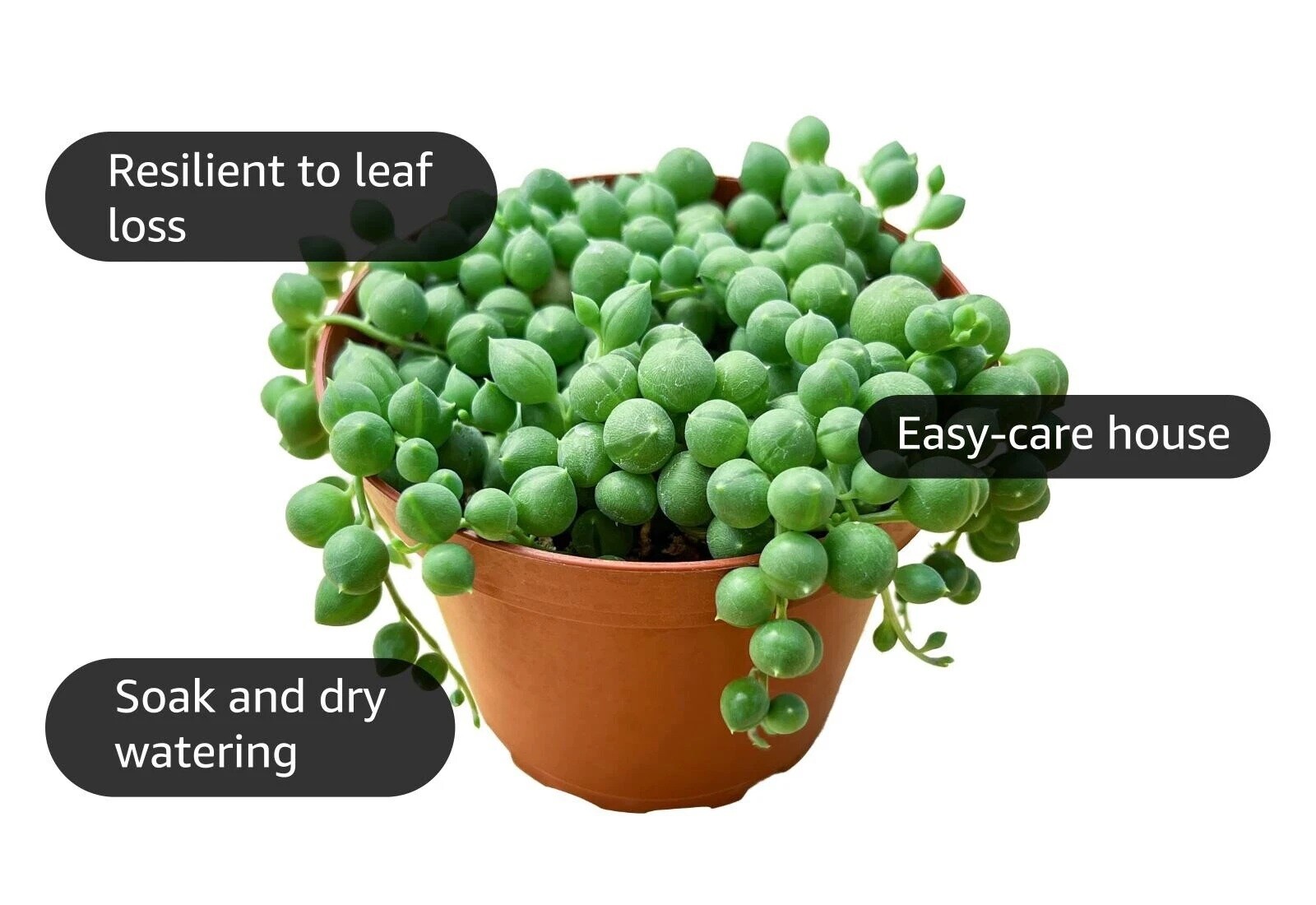 Live Succulent String of Pearls Live Plant Fully Rooted in 4″ Pot with Soil