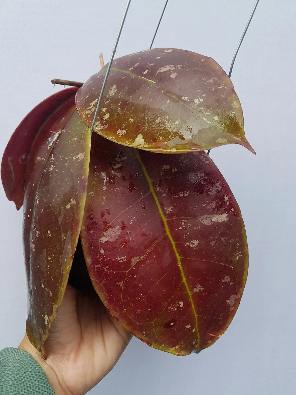 Real Pict Hoya Mitrata Red Rare Plant