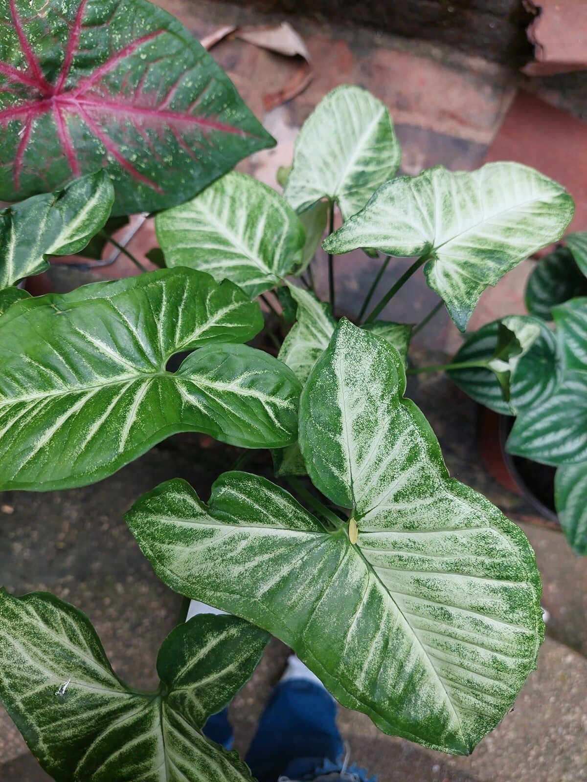 Plant