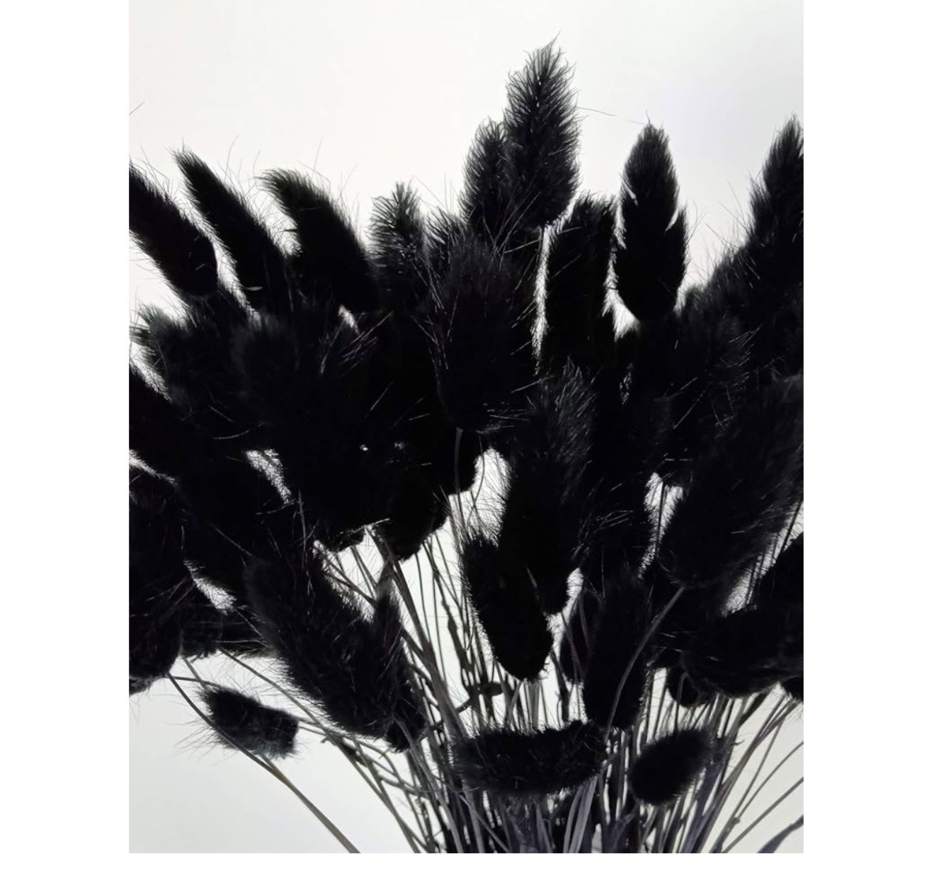 110 Pcs Bunny Tails Dried Flowers, Natural Dried Bunny Tails 110 Pcs Black