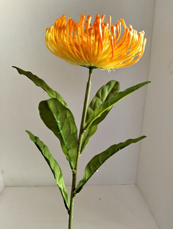 Orange Needle protea stem