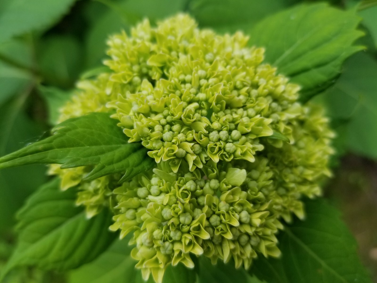 Hydrangeas cuttings, may have green buds (Buy 6 get 6 free) TOTAL 12 CUTTINGS