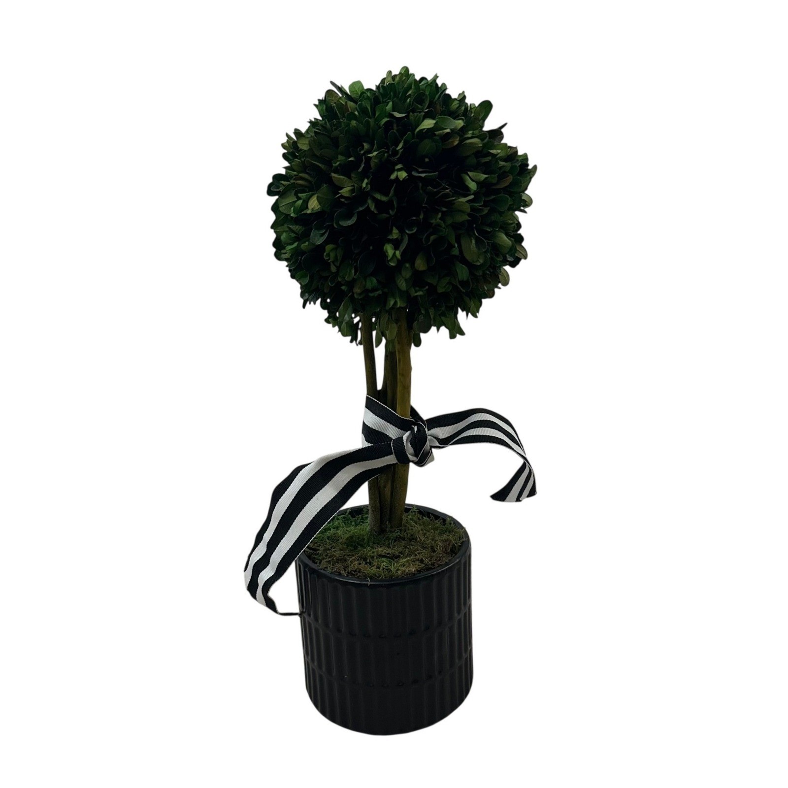 Preserved Boxwood Topiary 15in Ball in Black Ribbed Ceramic Pot Striped Ribbon