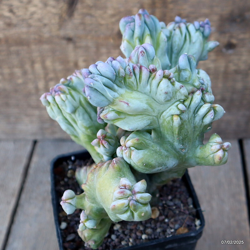 D1507 MYRTILLOCACTUS GEOMETRIZANS CRESTED pot10-H19-W18 cm MaMa Cactus
