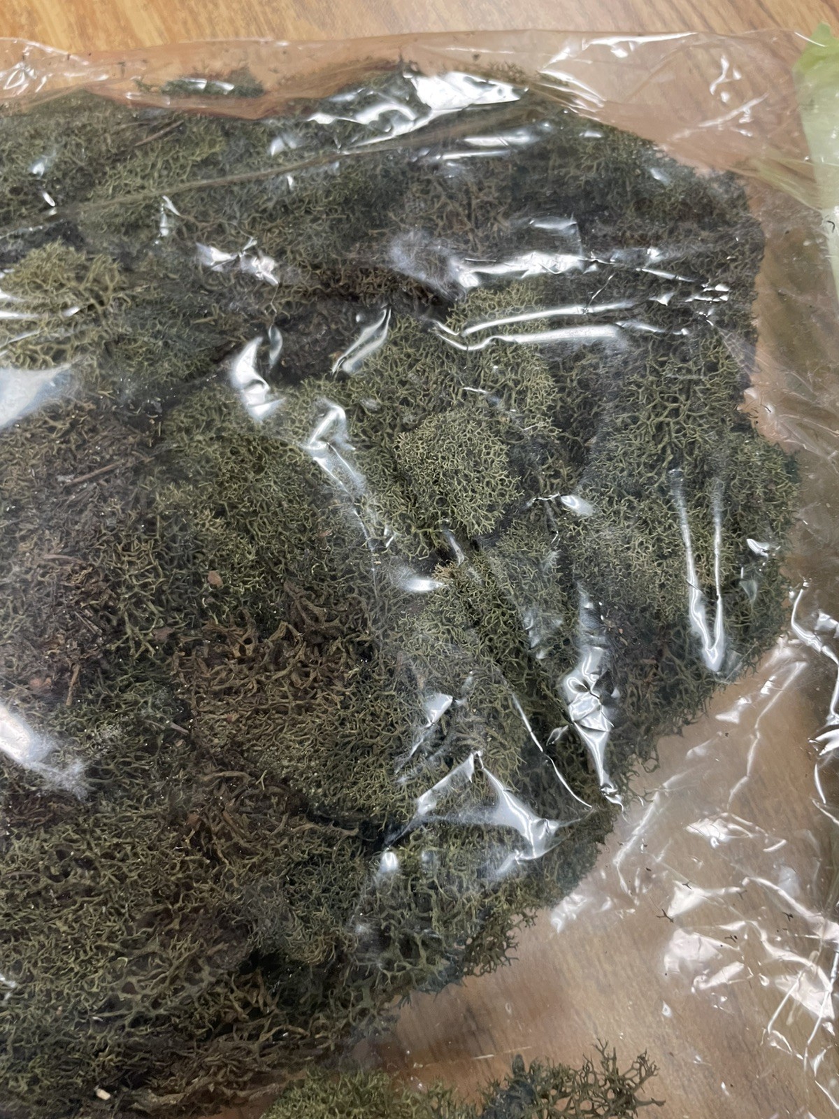 PRESERVED NATURAL REINDEER MOSS GREEN FOR CRAFTS VILLAGES & RAILROAD DISPLAYS