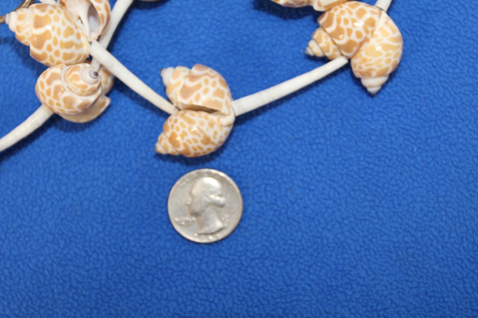 Handmade Sea Shell Garland Beach Display Decor 6 Feet Long XL Size, GS-wll