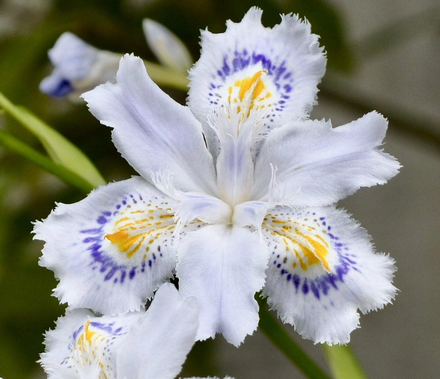 Iris japonica (2 rhizomes) – Fringed Iris | Japanese Iris | Shaky Iris | Butterf