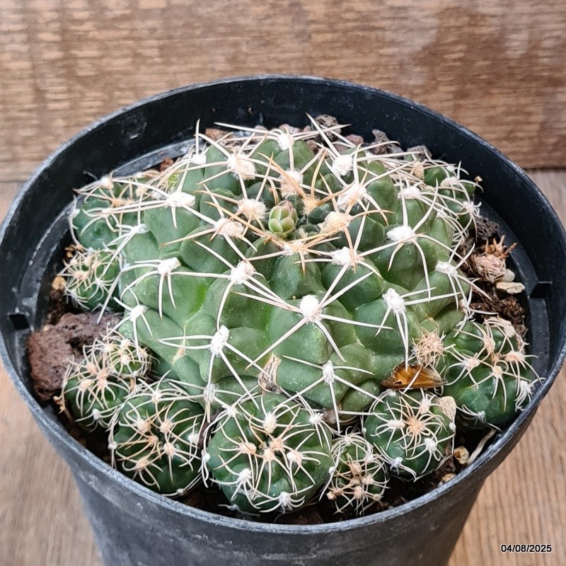 D5731 GYMNOCALYCIUM DENUDATUM pot14-H6-W13 cm MaMa Cactus
