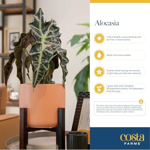 Alocasia Polly Live Plant in Decorative Pot, Indoor Houseplant, Perfect for