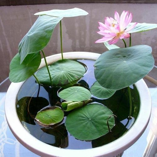 30/90PcsSeeds Lotus Mix FlowerSeed Hand Picked Aquatic Plants Water Garden US-