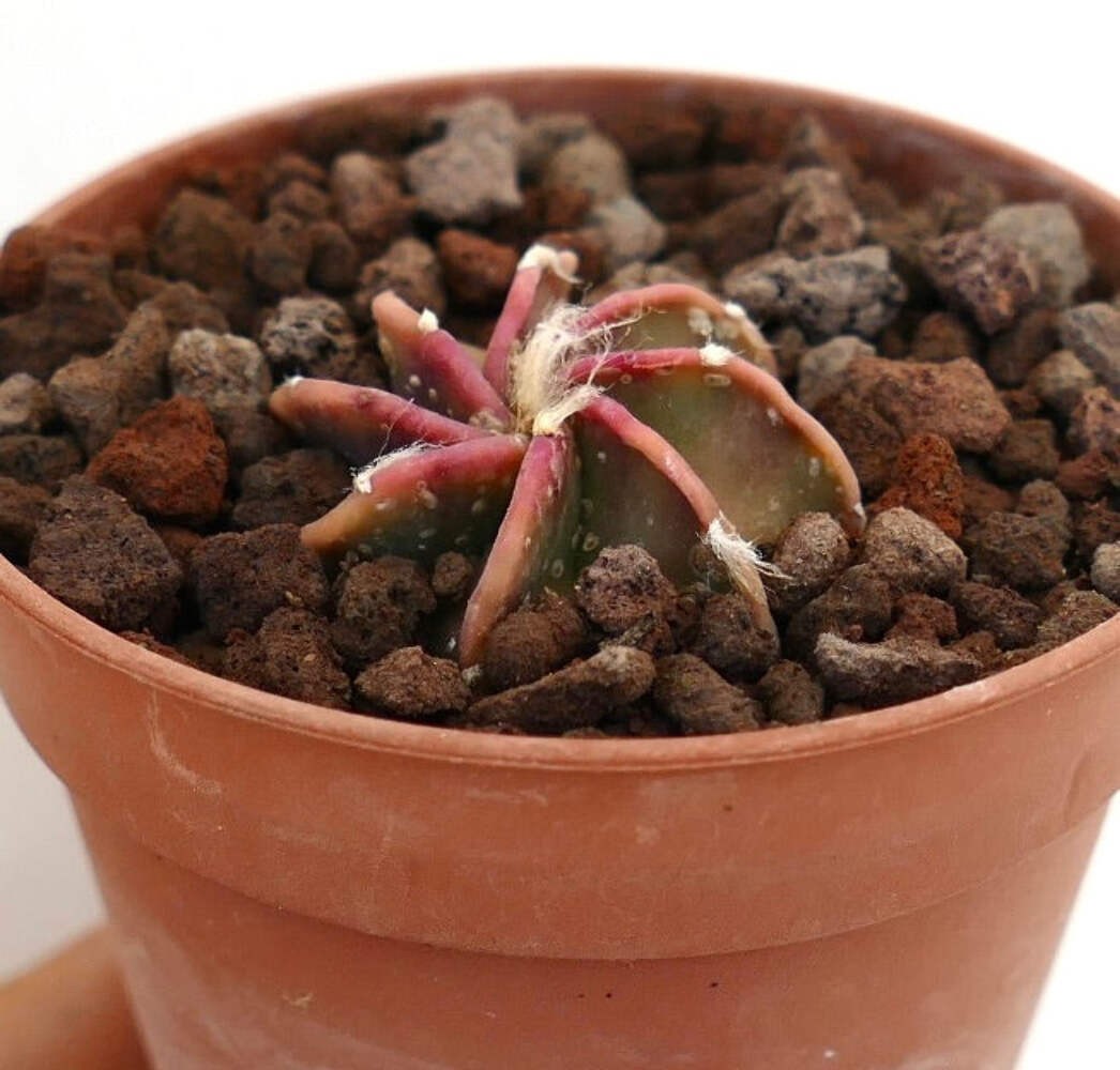 Astrophytum capricorne cv BUFFALO Young Seedling – Goat’s horn cactus | Star cac