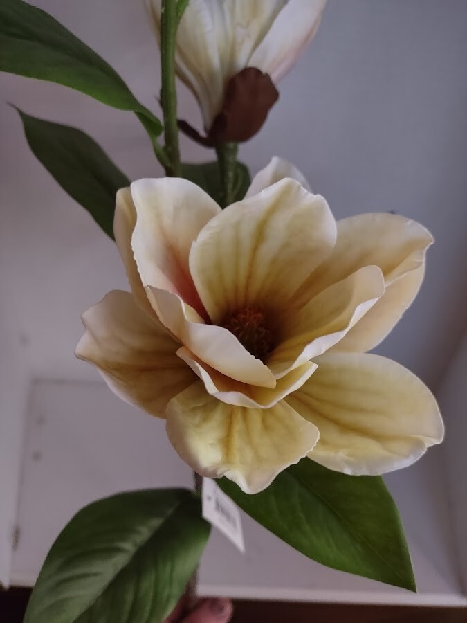 Magnolia stem bush CREAM with Green highlights