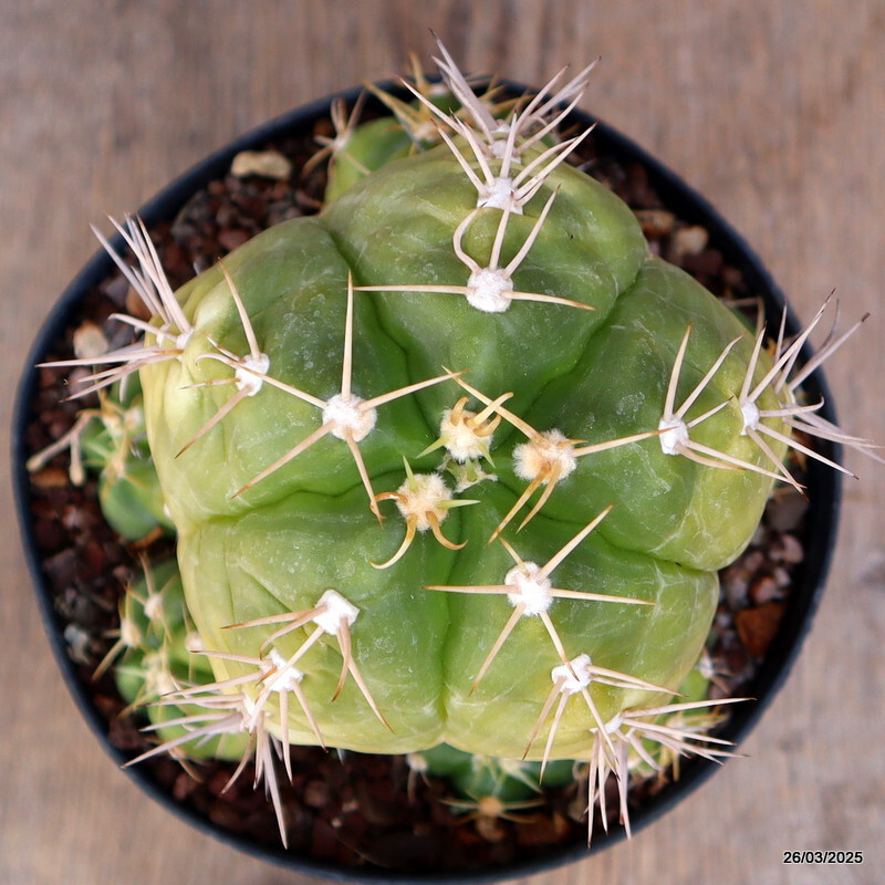 A2160 GYMNOCALYCIUM HORSTII pot14-H14-W13 cm MaMa Cactus
