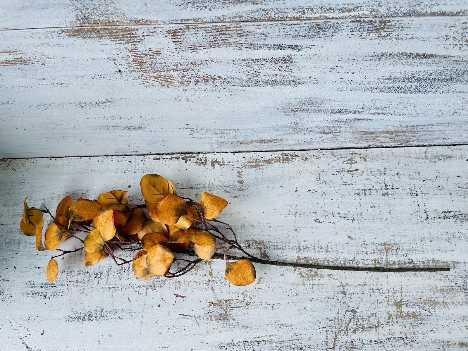 Gold Eucalyptus Pick, 28” One Pick Only
