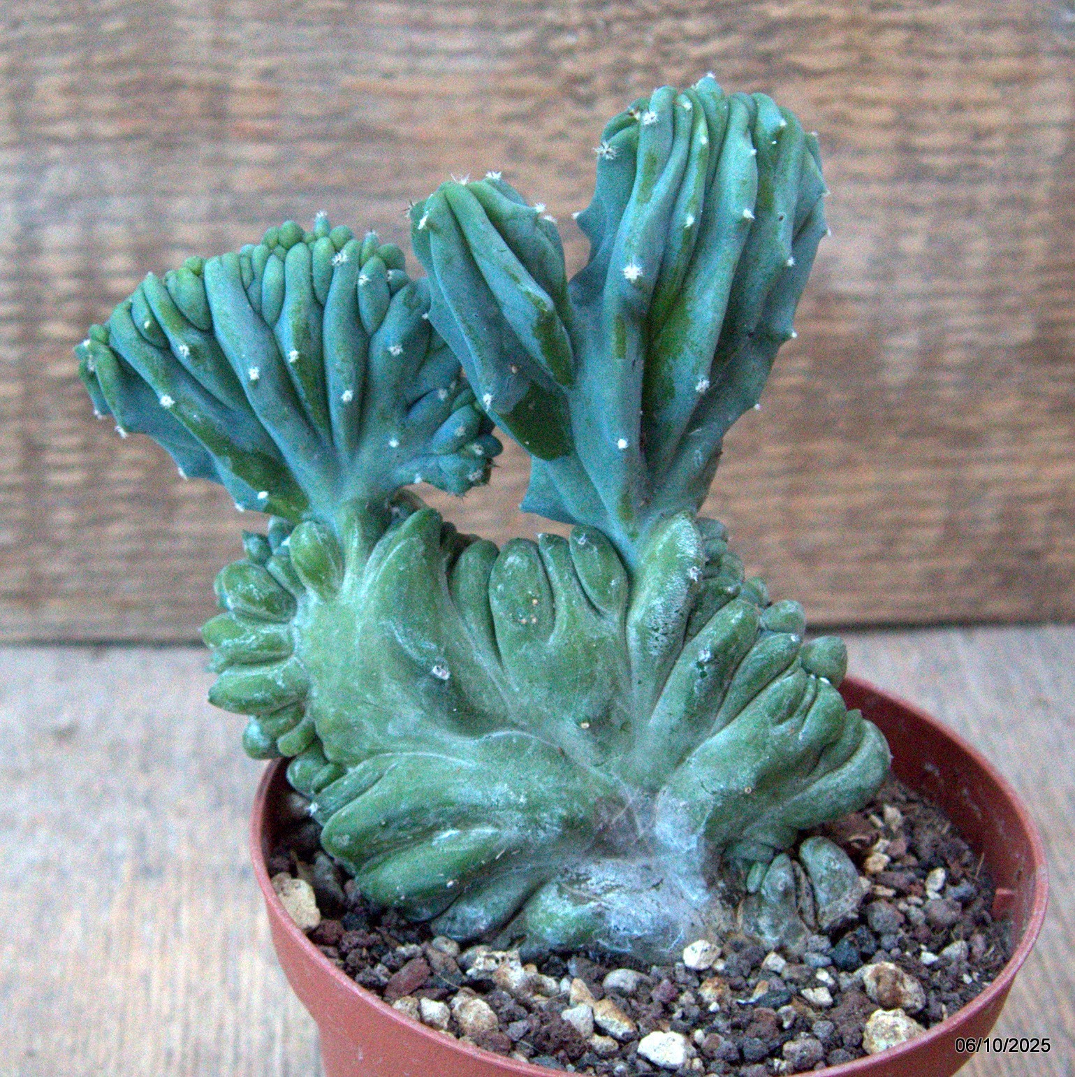 D6894 MYRTILLOCACTUS GEOMETRIZANS CRESTED pot10-H12-W9 cm MaMa Cactus