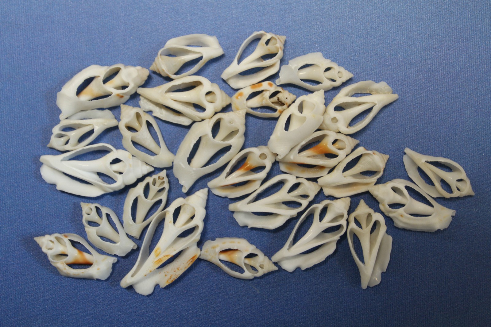 20-URCEUS,White Center Cut Seashells,Beach Wedding Decor,Floral Supply,CS-107