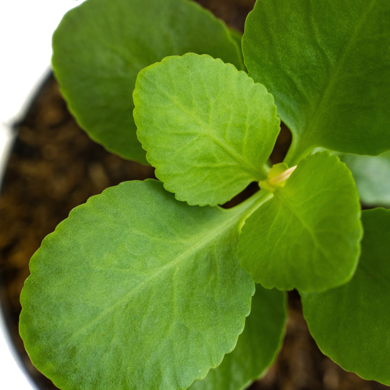 5x Bryophyllum pinnatum Leaves | Miracle Leaf | Fresh Organic Cuttings for Growi
