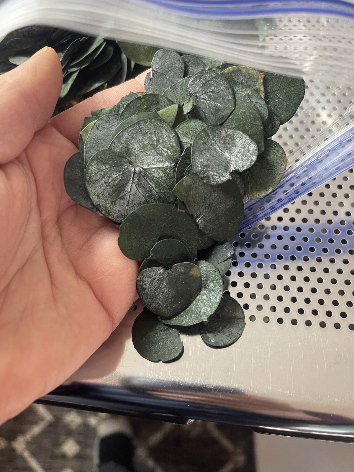 3200 Preserved Real Eucalyptus Leaves Small, Pure Natural Bulk