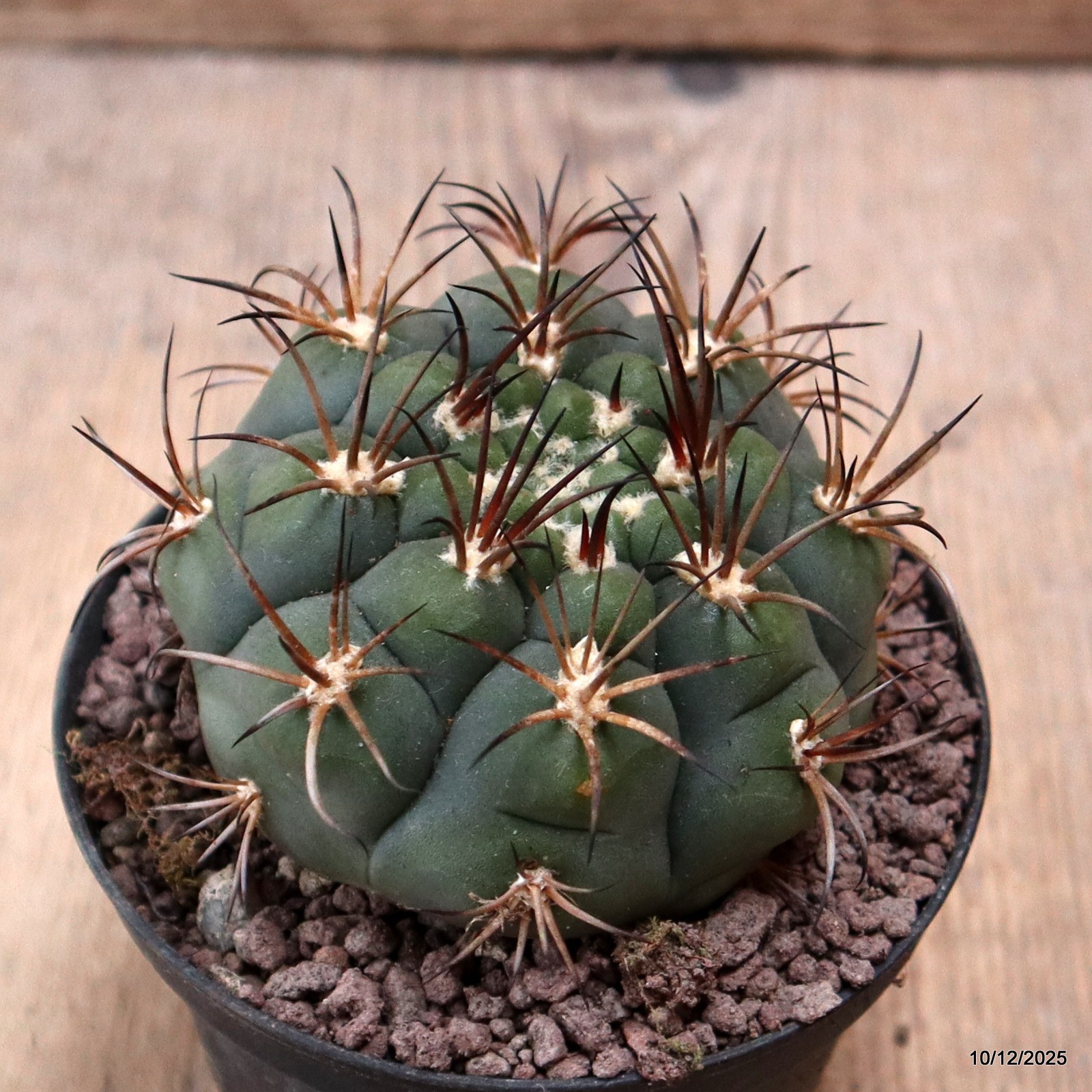 D7741 GYMNOCALYCIUM PFLANSII pot10-H6-W8 cm MaMa cactus